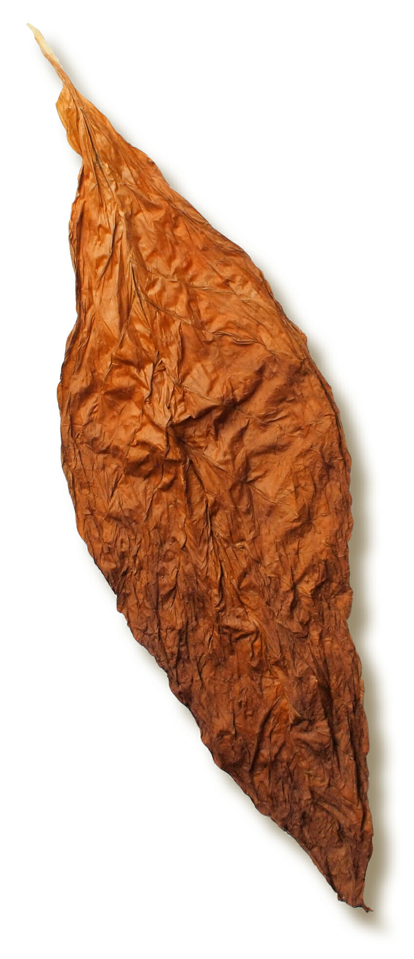 Cigar Leaves for Sale