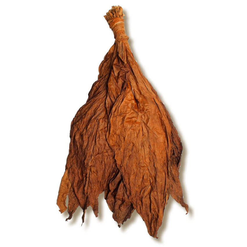 Fronto Leaf for Sale Fronto Leaf for Sale
