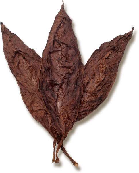 Characteristics of Fire Cured Tobacco