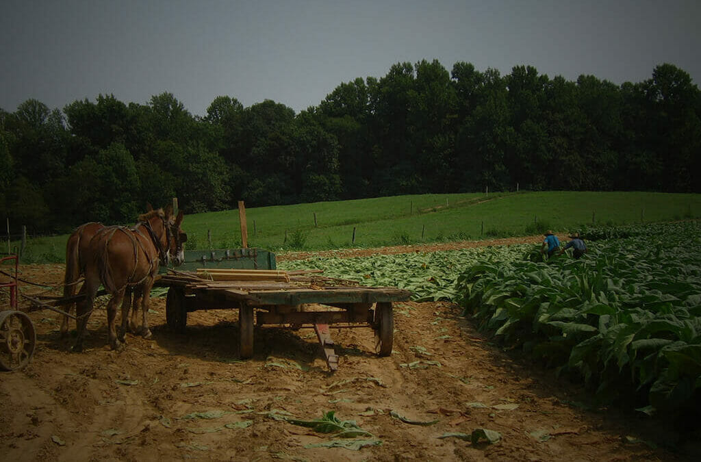Where Are the Top Tobacco Growing Regions?