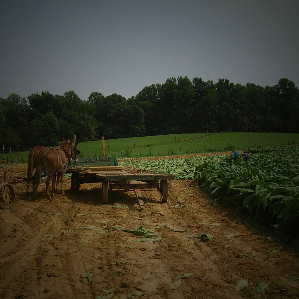 Total-Leaf-Donkey