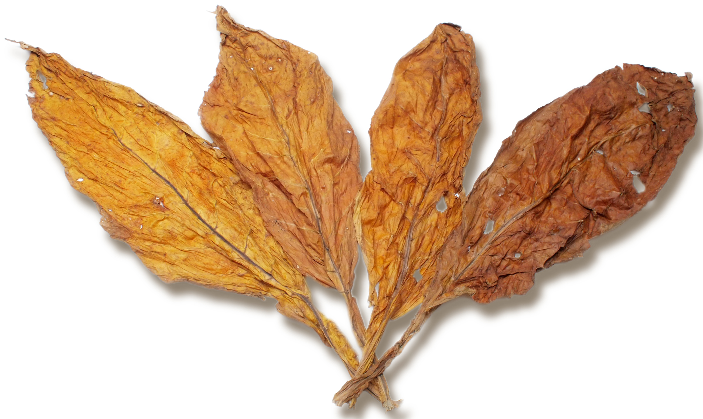 Virginia Flue Cured Tobacco for Sale