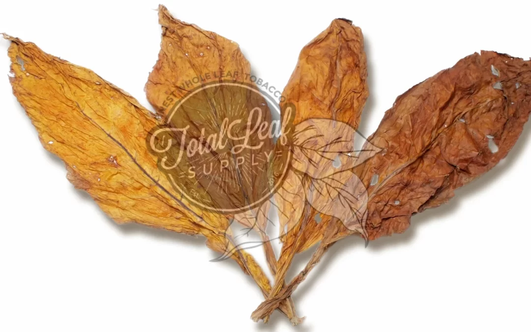 What is Flue Cured Tobacco?