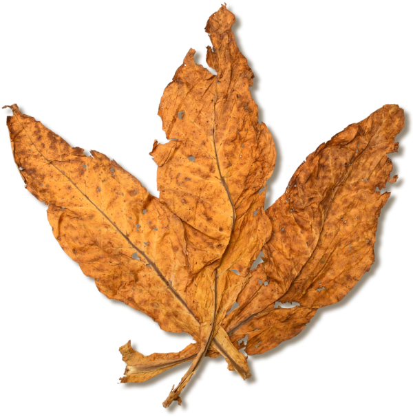 Characteristics of Flue Cured Tobacco