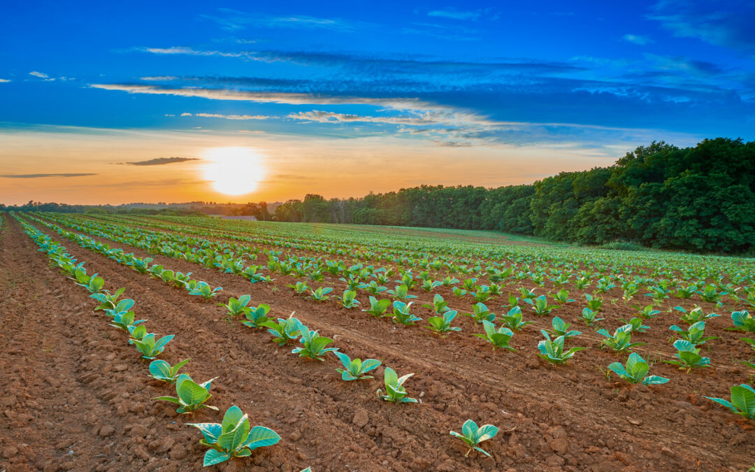 Benefits of Buying Whole Leaf Tobacco Online