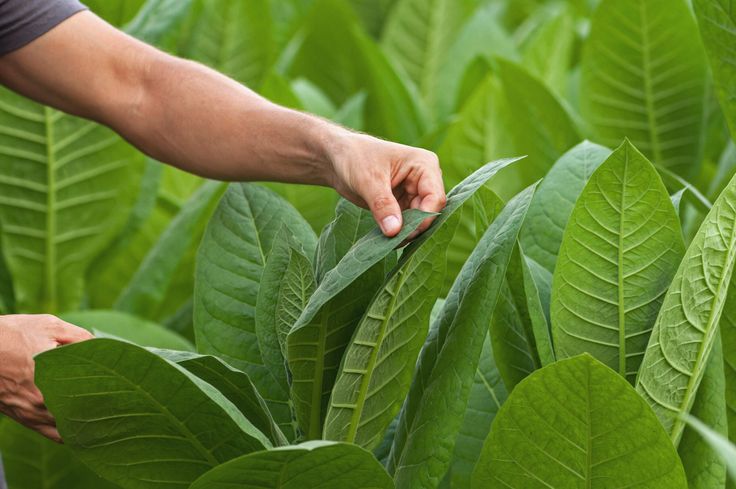 A close-up shot of a person's hand inspecting a lush green tobacco plant in a field. The vibrant tobacco leaves are large and healthy, showcasing the plant's robust growth. The surrounding tobacco foliage is dense and uniform, indicating a well-maintained tobacco crop. The person's arm is partially visible, suggesting careful attention to the tobacco plant's condition, highlighting the meticulous process involved in tobacco farming and cultivation.
